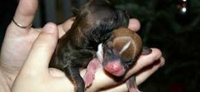 Nacimiento de perritos - Karen Nuñez