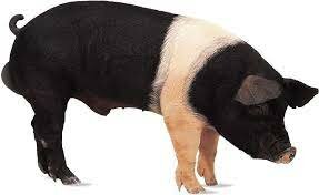 hampshier orio pig
