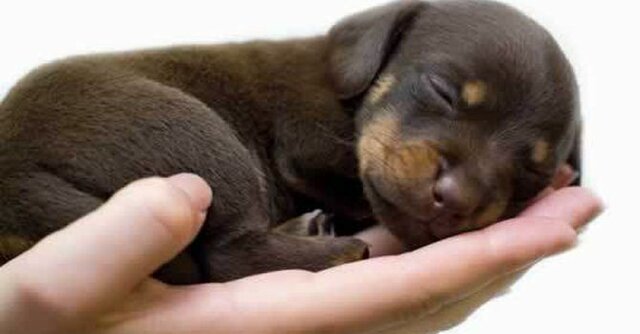 Mi Primera Mascota - Katherine Martinez