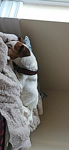 j'ai perdu mon chien