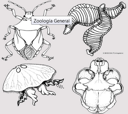 Segunda mitad del siglo XIX