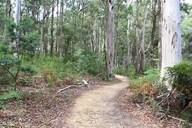 stringybark creek