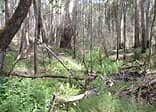 stringybark creek