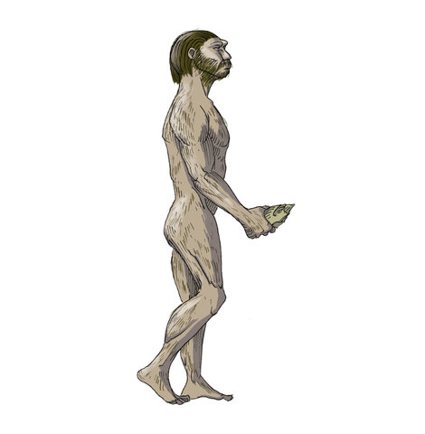 Homo Habilis, el primer enginyer.