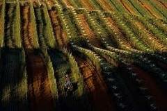 aparicio de l'agricultura