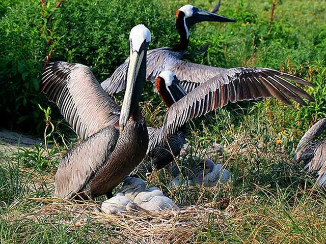 Pelican Island, Florida named first national wildlife refuge