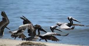 Pelican Island, Florida named first national wildlife refuge