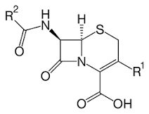 Cephalosporin