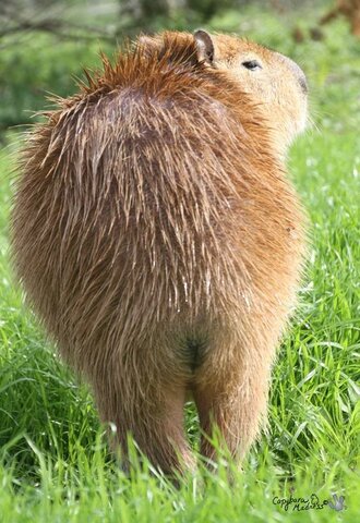 despedida de quinto Carlos Jose Argüello