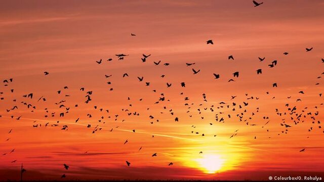 La migración dels espècies