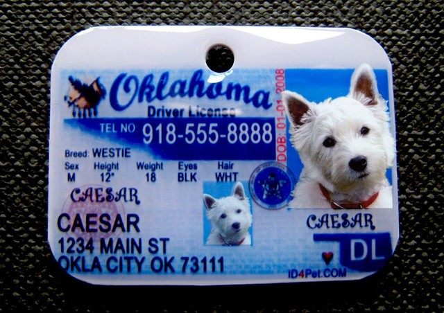 i got my driver`s license
