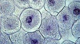 Timeline: El descobriment de la cèl·lula