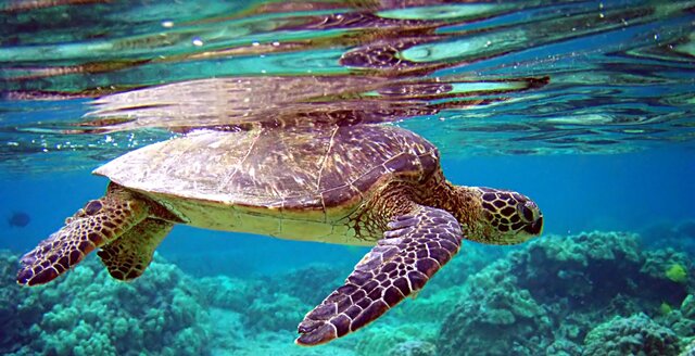 La convención interamericana para la protección y conservación de las tortugas.