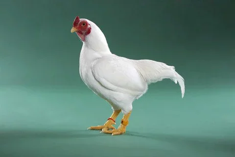 cornish rock chicken