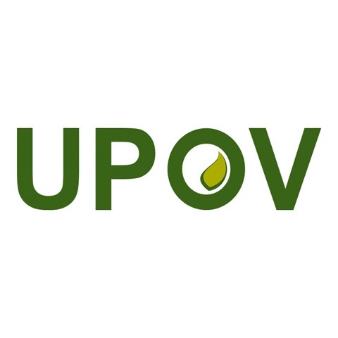Convenio Internacional para la Protección de las Obtenciones Vegetales, establecido por la UPOV (Unión Internacional para la Protección de las Obtenciones Vegetales)