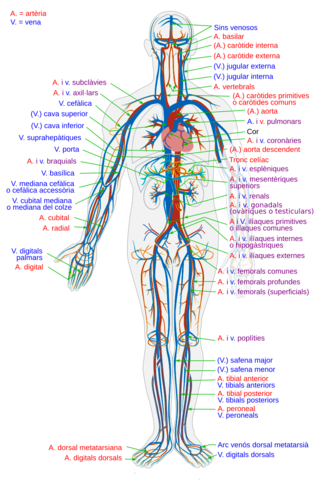 La circulació de la sang