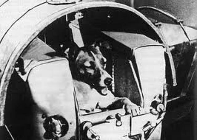 ΜΙΑ ΣΚΥΛΙΤΣΑ ΣΤΟ ΔΙΑΣΤΗΜΑ