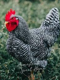 Barred Plymouth Rock