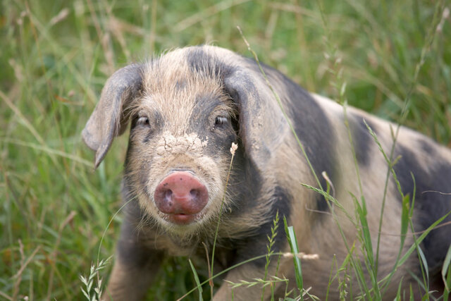 Swine-Spotted