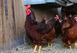Rhode Island Red