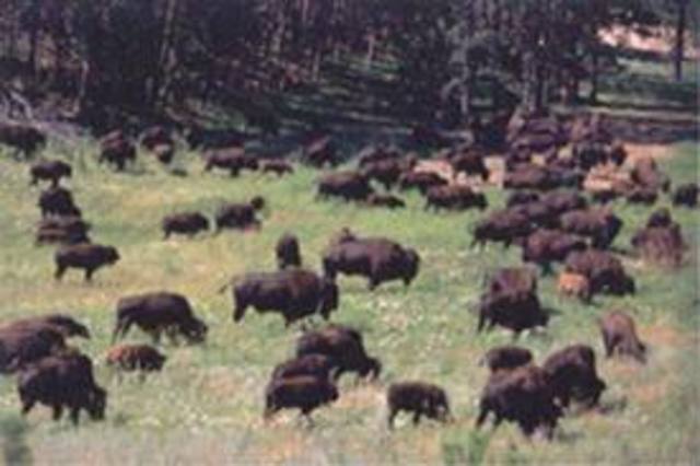 Buffalo herds have been wiped out