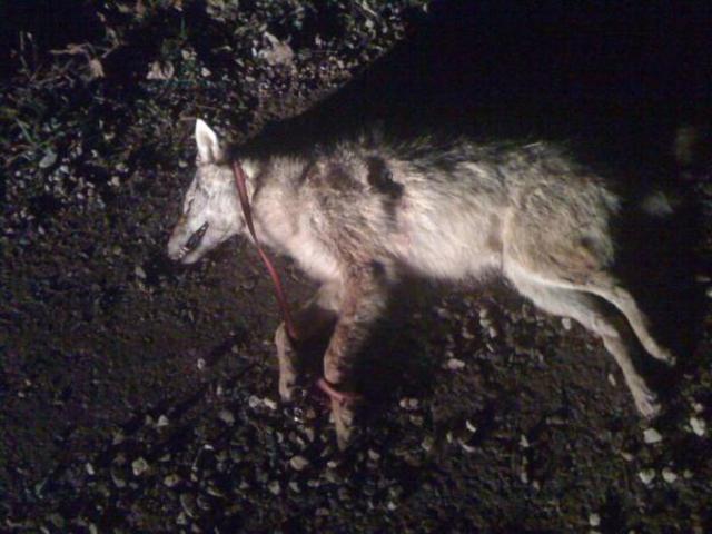 Ran over first coyote in my truck, and many more to come