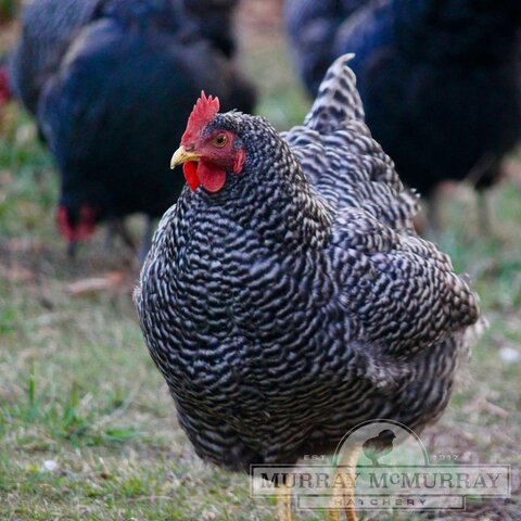 Barred playmouth rock