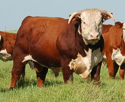 (Cattle) Hereford