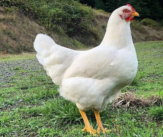 (Egg Chicken) White Plymouth Rock