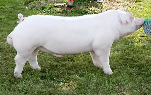 (Swine) Chester White