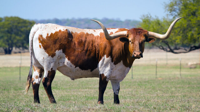 (Cattle) Texas Longhorn
