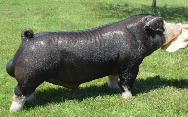 (Swine) Poland China