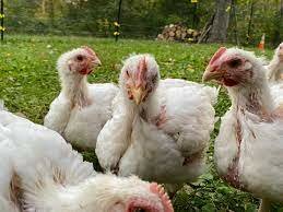 cornish crosschicken