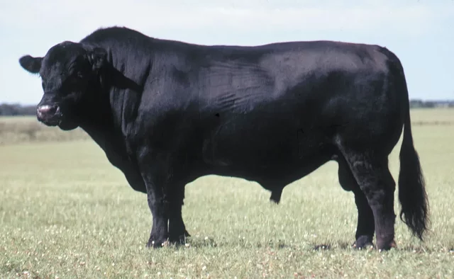 (Cattle) Black Angus