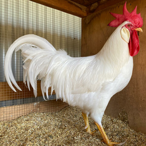 (Egg Chicken) Leghorn