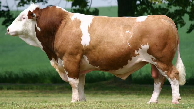 (Cattle) Simmental