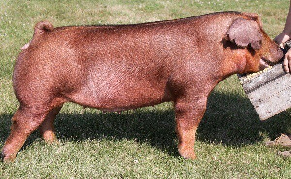 (Swine) Duroc