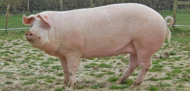 (Swine) Landrace