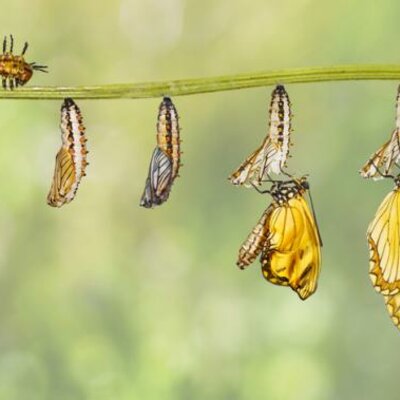 Timeline: LA METAMORFOSIS DE LA MARIPOSA