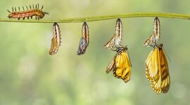 Timeline: LA METAMORFOSIS DE LA MARIPOSA