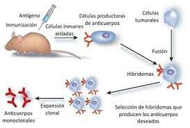 1976 Georges Kohler y Cesar Milstein
