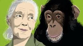 Timeline: Jane Goodall's life