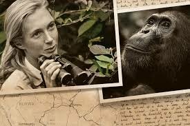 She moved to Tanzania to study chimpanzees's behaviour.