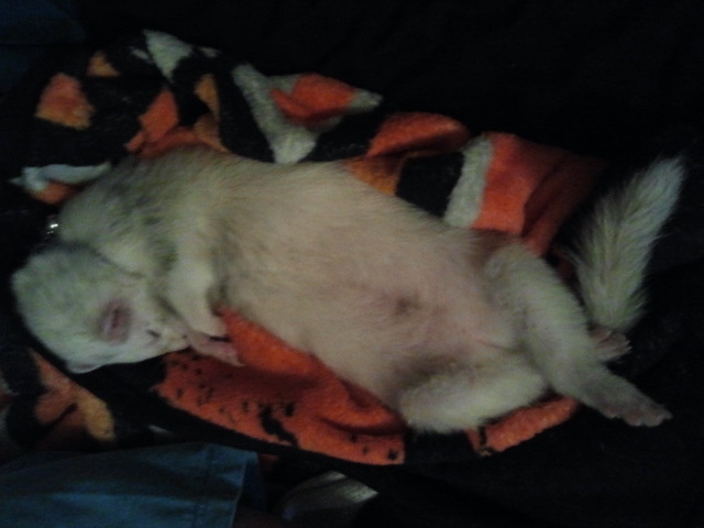 I got a ferret on my birthday