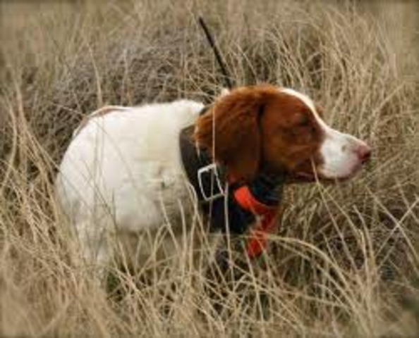 Went Quail Hunting With Dad for the first time