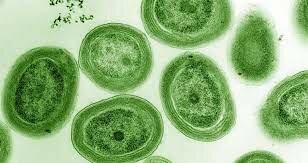 Oxygenic photosynthesis 2800 Ma