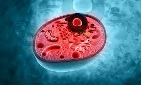 First eukaryotes 2500 Ma