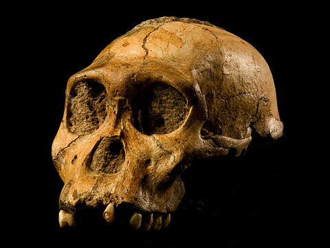 Isthmus of Panama and Australopithecus 5 Ma