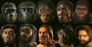 Human evolution 2 Ma