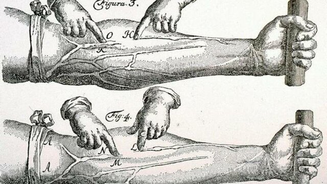 Mecanismo de circulación de la sangre y su distribución en el cuerpo